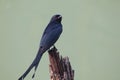 Black kuil bird Royalty Free Stock Photo