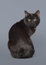 Black Kuril bobtail cat on a gray background Royalty Free Stock Photo