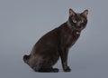 Black Kuril bobtail cat on a gray background Royalty Free Stock Photo