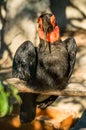 A black Kyrgyz hornbill with an orange dewlap sits high on a branch