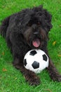 Black Lab/Bouvier 1