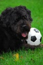 Black Lab/Bouvier 2