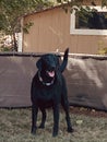 Black lab Royalty Free Stock Photo