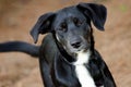 Black Lab Hound Mixed Breed Puppy Dog