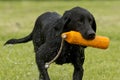 A Black Lab Hunting Dog Royalty Free Stock Photo