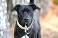 Black Lab mix dog with collar Royalty Free Stock Photo