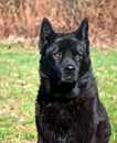 Black Lab Mix Dog Portrait Outdoors Royalty Free Stock Photo