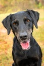 Black lab mix dog Royalty Free Stock Photo