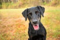 Black lab mix dog Royalty Free Stock Photo