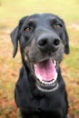 Black lab mix dog panting Royalty Free Stock Photo