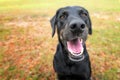 Black lab mix dog panting Royalty Free Stock Photo