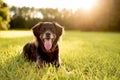 Black lab mix on grass posing for the camera Royalty Free Stock Photo