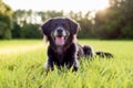 Black lab mix on grass posing for the camera Royalty Free Stock Photo