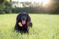 Black lab mix on grass posing for the camera Royalty Free Stock Photo