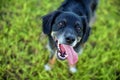 Black lab mix on grass posing for the camera Royalty Free Stock Photo