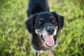 Black lab mix on grass posing for the camera Royalty Free Stock Photo