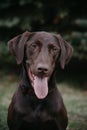 Medium Dog Portrait Black Lab Royalty Free Stock Photo