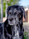 Black lab portrait closeup Royalty Free Stock Photo