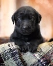 Black lab puppy