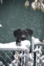 Black lab puppy peeking over a snowy fence.