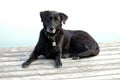 Black Lab Rests on Deck Royalty Free Stock Photo