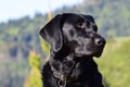 Black Lab at the Sawtooths Royalty Free Stock Photo