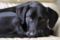 Black Laborador Retriever Dog