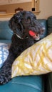 Black labradoodle dog Royalty Free Stock Photo