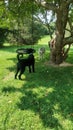 Black labradoodle dog