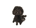 Black labradoodle dog looking up and lifting its paw seen from a