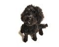Black labradoodle dog looking up seen from a high angle view on