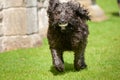 Black labradoodle dog making eye contact while running with a ball in its mouth Royalty Free Stock Photo