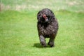Black labradoodle dog making eye contact while running towards camera with its tongue sticking out