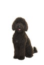 Black labradoodle dog sitting with mouth open on a white background