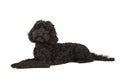 Black labradoodle lying down, looking up isolated on a white background