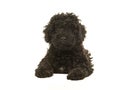 Black labradoodle puppy facing the camera seen lying on the floor seen from the front