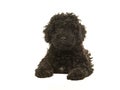 Black labradoodle puppy facing the camera seen lying on the floor seen from the front Royalty Free Stock Photo