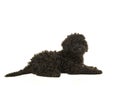 Black labradoodle puppy lying on the floor seen from the side