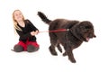 Black labradoodle on a red leash pulling happy, young blonde girl along. Isolated on white studio background