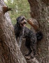 Black Labradoodle standing in the crook of a tree Royalty Free Stock Photo