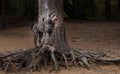 Black Labradoodle standing on tree roots for a portrait Royalty Free Stock Photo