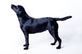 Black labrador Royalty Free Stock Photo