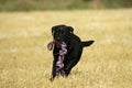 Black Labrador action Royalty Free Stock Photo