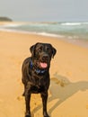 Black Labrador on beach