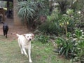 Black Labrador Canine Chasing a white dog in the garden Royalty Free Stock Photo