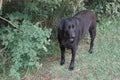 Black Labrador Dog in garden on green grass Royalty Free Stock Photo