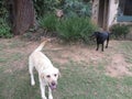 Black Labrador Canine and white dog in the garden Royalty Free Stock Photo