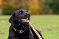 Black Labrador chewing a stick Royalty Free Stock Photo