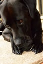 Black Labrador chewing a tennis ball Royalty Free Stock Photo