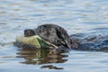 Black Labrador